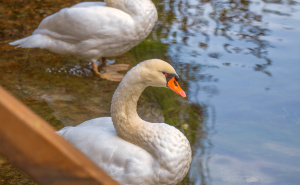 Foto: Boris Trogrančić / Vrelo Bosne u bojama jeseni