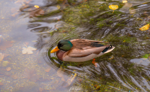 Foto: Boris Trogrančić / Vrelo Bosne u bojama jeseni