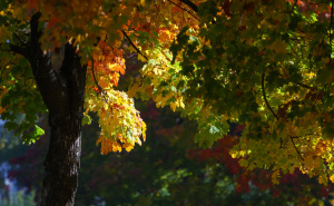 Foto: Dž. K. / Radiosarajevo.ba / Jesen na ulicama Sarajeva