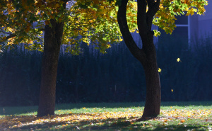 Foto: Dž. K. / Radiosarajevo.ba / Jesen na ulicama Sarajeva