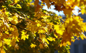 Foto: Dž. K. / Radiosarajevo.ba / Jesen na ulicama Sarajeva