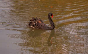 Foto: Boris Trogrančić / "Zvjezdana noć" kod Visokog