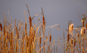 Foto: Boris Trogrančić / "Zvjezdana noć" kod Visokog