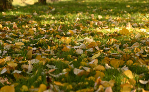 Foto: N.G./Radiosarajevo.ba / Jesen na Vilsonovom šetalištu