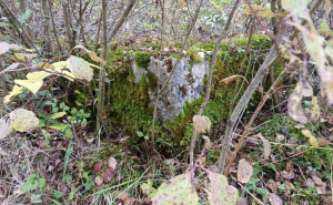 Foto: Bassania / Nekropola stećaka zarasla u žbunje