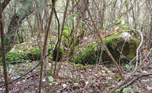 Foto: Bassania / Nekropola stećaka zarasla u žbunje