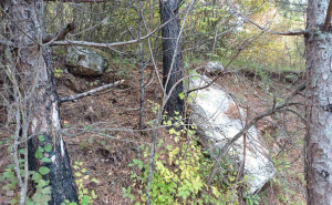 Foto: Bassania / Nekropola stećaka zarasla u žbunje