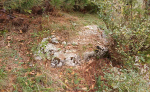 Foto: Bassania / Nekropola stećaka zarasla u žbunje