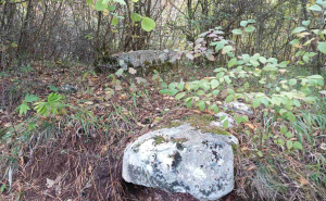 Foto: Bassania / Nekropola stećaka zarasla u žbunje