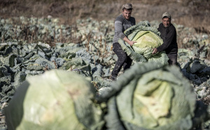 Foto: AA / Džinovski kupus u Turskoj