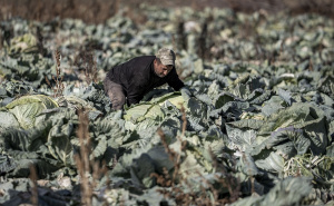 Foto: AA / Džinovski kupus u Turskoj