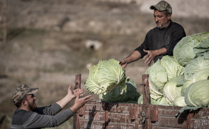 Foto: AA / Džinovski kupus u Turskoj