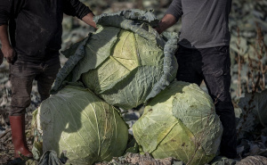 Foto: AA / Džinovski kupus u Turskoj