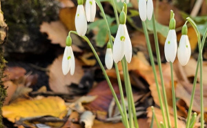 Foto: Zemaljski muzej BiH / Visibabe kraljice Olge