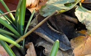 Foto: Zemaljski muzej BiH / Visibabe kraljice Olge