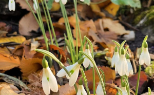 Foto: Zemaljski muzej BiH / Visibabe kraljice Olge