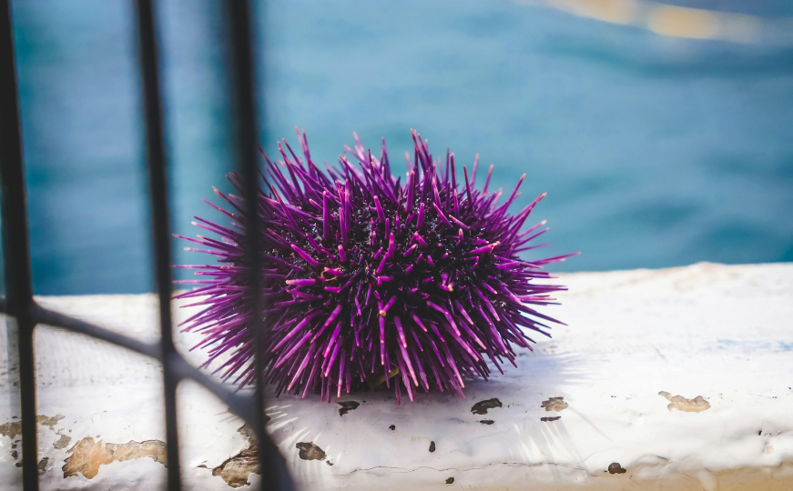 Morske životinje imaju tijelo kao mozak