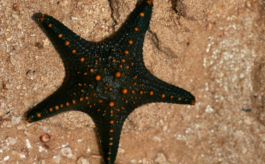 Morske životinje imaju tijelo kao mozak
