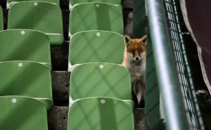 Foto: A. K. / Radiosarajevo.ba / Lisica na Koševu