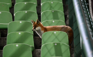 Foto: A. K. / Radiosarajevo.ba / Lisica na Koševu