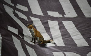 Foto: A. K. / Radiosarajevo.ba / Lisica na Koševu