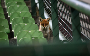 Foto: A. K. / Radiosarajevo.ba / Lisica na Koševu