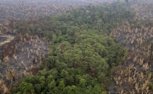 Foto: EPA - EFE / Prašuma Amazon u Brazilu