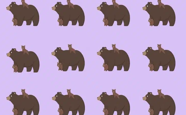 Pronađite mladunce medvjeda