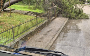 Foto: PVP Mostar / Stablo palo