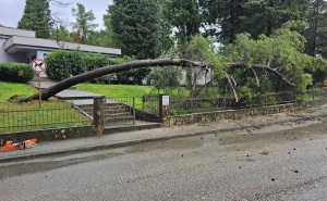 Foto: PVP Mostar / Stablo palo