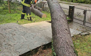 Foto: PVP Mostar / Stablo palo
