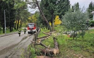 Foto: PVP Mostar / Stablo palo