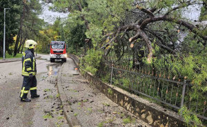 Foto: PVP Mostar / Stablo palo