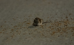 Foto: AA / Pacovi u New Yorku