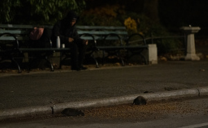 Foto: AA / Pacovi u New Yorku