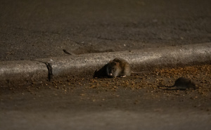 Foto: AA / Pacovi u New Yorku