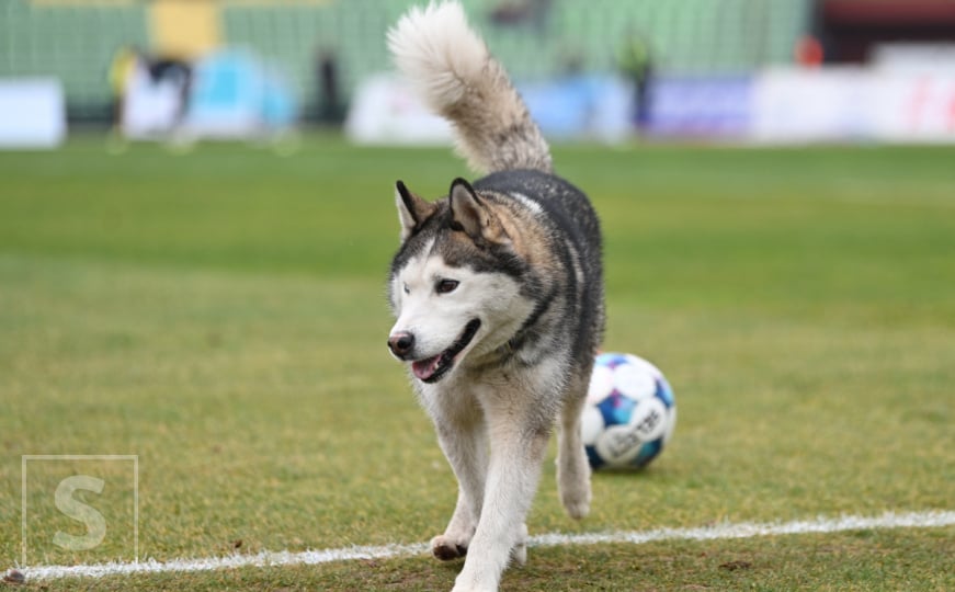 Neobičan gost na terenu Koševa