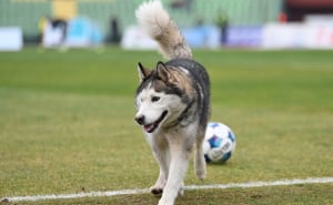 Foto: N. G. / Radiosarajevo.ba / Cuko na terenu Koševa