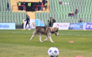 Foto: N. G. / Radiosarajevo.ba / Cuko na terenu Koševa