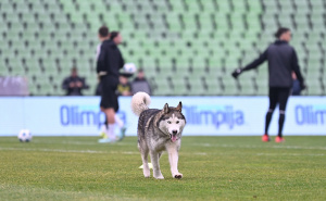 Foto: N. G. / Radiosarajevo.ba / Cuko na terenu Koševa