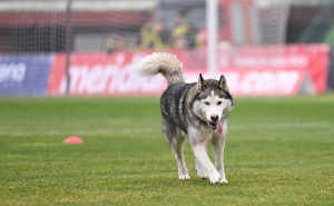 Foto: N. G. / Radiosarajevo.ba / Cuko na terenu Koševa