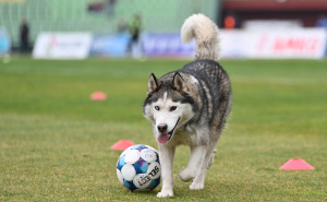 Foto: N. G. / Radiosarajevo.ba / Cuko na terenu Koševa