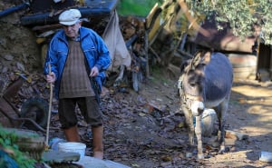 Foto: AA / Djed Raif sa svojim magarcem