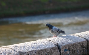 Foto: Dž.K. / Radiosarajevo.ba / Lijepa nedjelja u Sarajevu