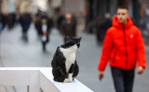 Foto: Dž.K. / Radiosarajevo.ba / Šetnja Sarajevom