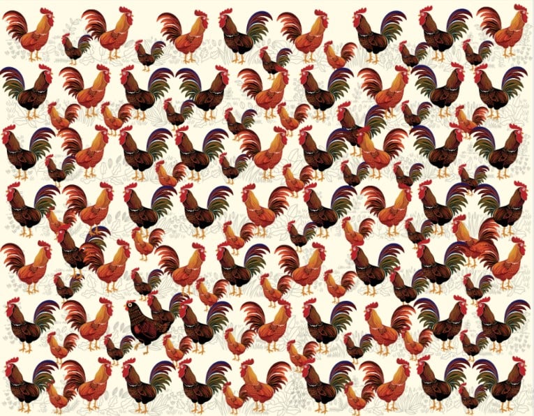 Kokoška je među pijetlovima