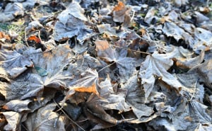 Foto: A. K. / Radiosarajevo.ba / Jutarnji mraz zabijelio Sarajevo