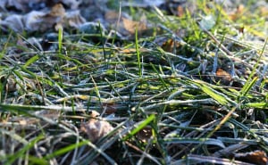 Foto: A. K. / Radiosarajevo.ba / Jutarnji mraz zabijelio Sarajevo