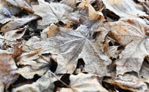 Foto: A. K. / Radiosarajevo.ba / Jutarnji mraz zabijelio Sarajevo