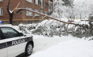 Foto: A. K. / Radiosarajevo.ba / Stablo na Grbavici palo na ženu